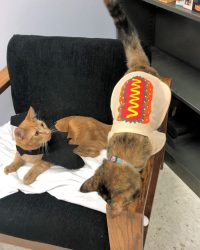 Image: an orange cat wearing a bat wing costume and a brown can in a hotdog costume. They are very cute.